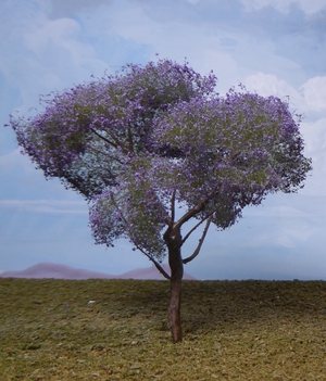 Jacaranda